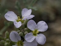 Malcolmia flexuosa 6, Saxifraga-Willem van Kruijsbergen